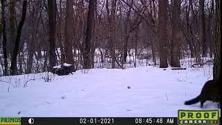 Mink Climbing a Tree