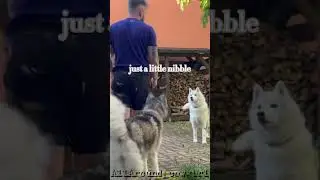 Don&rsquo;t bite your friends, husky! #husky #huskylife #funnyhusky