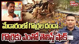 మేడారంలో గొర్రెల దందా..! గొర్రెకు ఎంతో తెలిస్తే షాక్ | Huge Demand For Goats In Medaram |#Tolivelugu