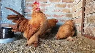 How to Start Small Scale Fancy Chicken farming.