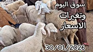 اسعار المواشي اليوم 30 جانفي 2026 في سوق مسعد ولاية الجلفة