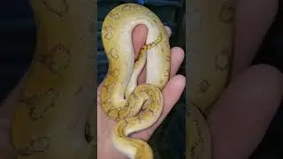 Sundays are for snakes 🧡🤍🧡🤍