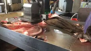 Stamping fresh cattle hides