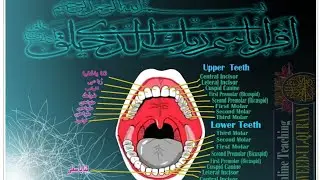Reading teeth's nam on arabic Pronunciation.کون سےاور کتنے مخارج کا تعلق دانتوں سے ہے ؟