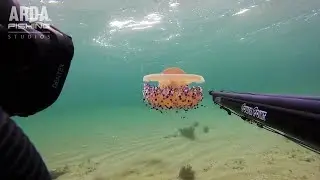 Marmara Sualtı Ekim 2021 - Cotylorhiza Tuberculata - Kabuklular ve Zıpkınla Balık Avı