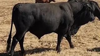 Indigenous African Breeds - The Drakensberger.