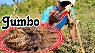 #Spider Hunting/JUMBO ang nakita ko sa Mais.....