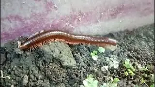 Fascinating World of Millipedes: Life Cycle, Habitat, and Role in Nature