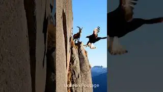 Giant Eagle Trying to Attack on Mountain Goat #shortvideo #shorts #shortsvideo #mountagoat #goat