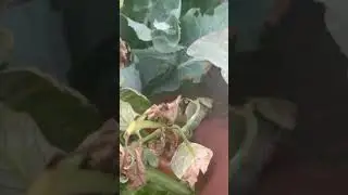 Harvesting fresh tomatoes 🍅 in Dubai desert #tomato #farming #garden 🍅🍅🇦🇪