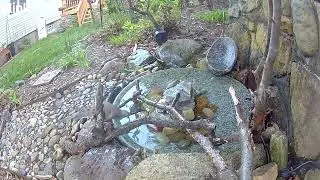 More of the Male American Redstart