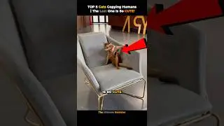 TOP 5 Cats Copying Humans | The Last One Is So CUTE!#funny #cat #funny #ranksteryt