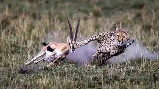 GEPARD! HAYVONAT OLAMINING ENG TEZKOR CHOPAG'ONLARI! UNDAN QOCHIB QUTILA OLISH HAR KIMGA HAM EMAS!!