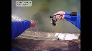 Peacock bass hunting at LSR