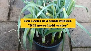 Grow Vegetables in Buckets. Beetroot, Celery, Carrots, Leeks, Potatoes, Onions, Swedes & Tomatoes.