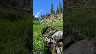 Alpine Serenity &ndash; Wildflowers and Water in the Colorado Rockies