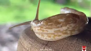 The Wild World of African Insects