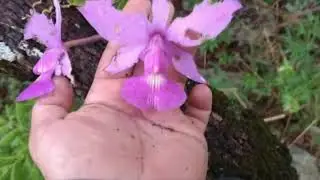 Walkeriana Princips