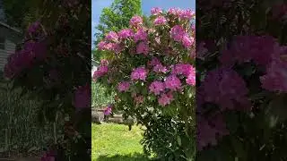 Rhododendron