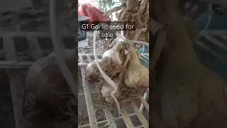G1 Garlic seed for sale 03002630261