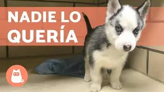 Este CACHORRO de HUSKY SIBERIANO fue rechazado por su DEFORMIDAD 🐺💔