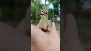 black Partridge baby voice#teetarbird #partridgesound #wildlife