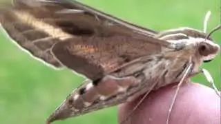 White-lined Sphinx Moth (Sphingidae: Hyles lineata) Lateral Close-up