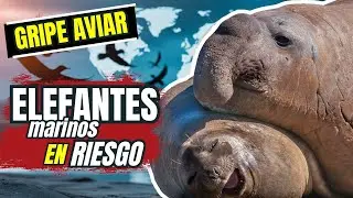 &iquest;ELEFANTES MARINOS EN RIESGO POR GRIPE AVIAR?