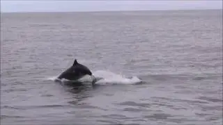 Dolphins breaching outside Aberdeen Harbour 12 July 2016