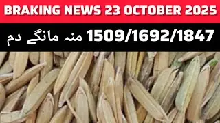 DHAN PRICE TODAY OKARA MANDI PAKISTAN// PUNJAB MANDI 23.10.2025