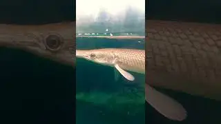 big size aligetr gar  price 3000 pic location noida  sector 49