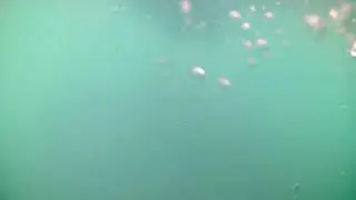 Underwater Cam - Green Island - Great Barrier Reef