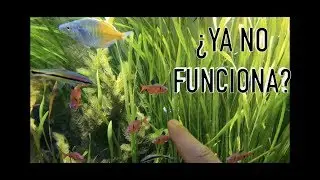 Que le sucede al dr chihiros?||||||😨🐠🐠🌿🌿