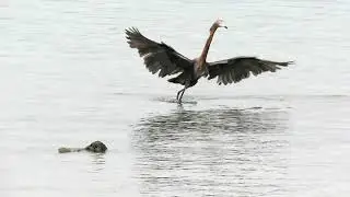 Reddish Egret