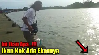 Inilah Yang Terjadi...!!! Ketika Mancing Pake Umpan Udang