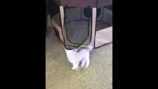 Aurelius the Alaskan Klee Kai | Playing with his play pen for the first time