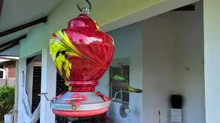 Colibris  en Guyane.