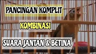 PANCINGAN SUARA WAMBI GACOR