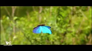 Butterfly Animation I  Element 3D  After Effects