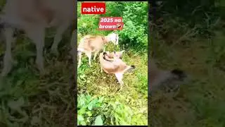 native goat 2025?#funny #animals #goat #memes