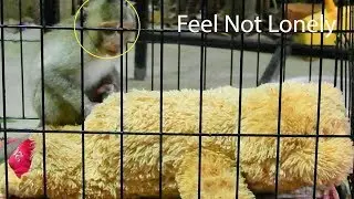 Lovely Poor Baby Monkey Janet Not Feel Lonely, Coz She Has A New Friend Bear Doll