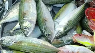 Daddy Monskick TV FISH TAYO 😻