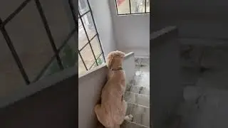 Little Golden retriever cute expression Must watch #bruno #puppy #dogs #pets #puppies #love #cute