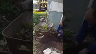 REMOVING OLD BIG FIG TREE ROOTS