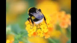 4K Nature Macro Relax &ndash; Butterflies, Bees, Birds & Forest Sounds