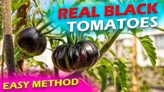 How to Grow Black Tomatoes at Home - Easy Method | Amazing Garden