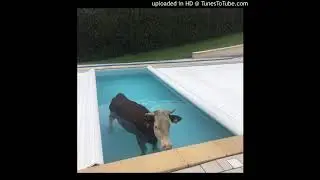 Mario Judah type beat ''Sea Cow''