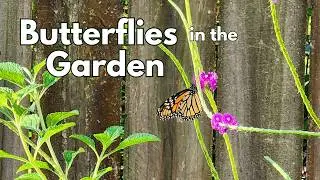 Butterflies in the garden | #butterfly #hummingbird #pollinatorgarden 🦋🐛 | Texas Gulf Coast Zone 9b