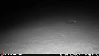 10 02 2025 Daily Fox Sightings  Trail Cam Action &ndash; P&J's Farm