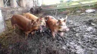 schweine quiecken....oink